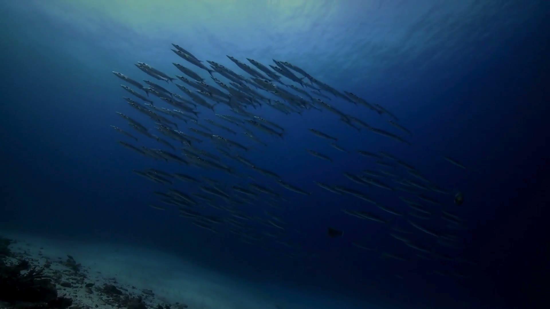 Fiji Seafood & Water Investment Opportunities